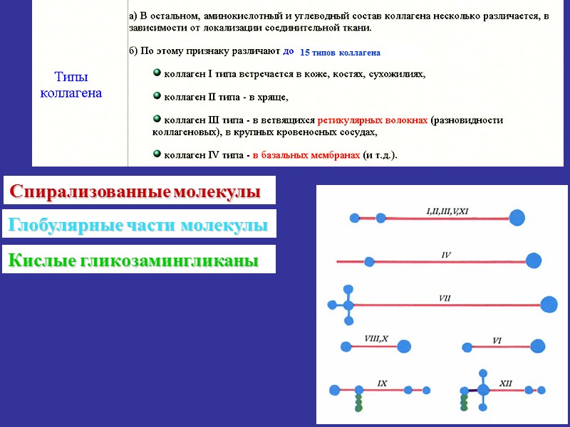 15 типов коллагена Спирализованные молекулы Глобулярные части молекулы Кислые гликозамингликаны